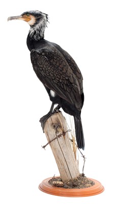 Lot 316 - Taxidermy: A Great Cormorant (Phalacrocorax...