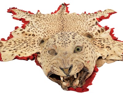Lot 147 - Taxidermy: Indian Leopard Skin Rug (Panthera...