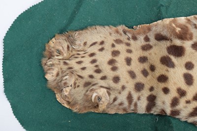 Lot 302 - Taxidermy: A Jaguar Skin Rug (Panthera onca),...