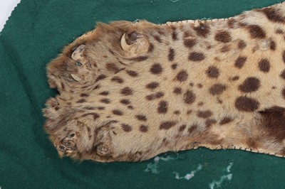 Lot 302 - Taxidermy: A Jaguar Skin Rug (Panthera onca),...