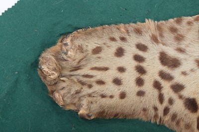 Lot 302 - Taxidermy: A Jaguar Skin Rug (Panthera onca),...