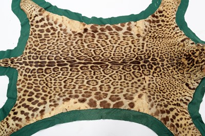 Lot 302 - Taxidermy: A Jaguar Skin Rug (Panthera onca),...