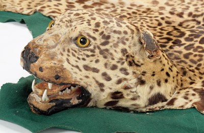 Lot 302 - Taxidermy: A Jaguar Skin Rug (Panthera onca),...