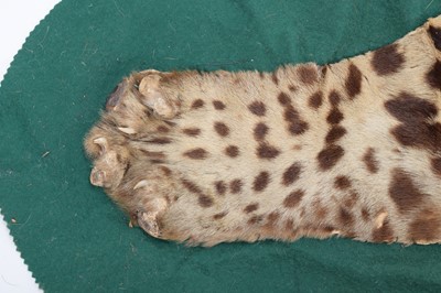 Lot 302 - Taxidermy: A Jaguar Skin Rug (Panthera onca),...