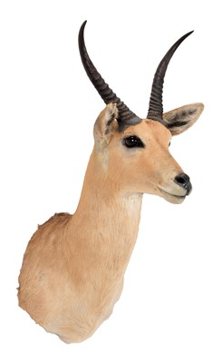 Lot 303 - Taxidermy: Southern Common Reedbuck (Redunca...