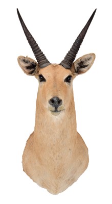 Lot 303 - Taxidermy: Southern Common Reedbuck (Redunca...