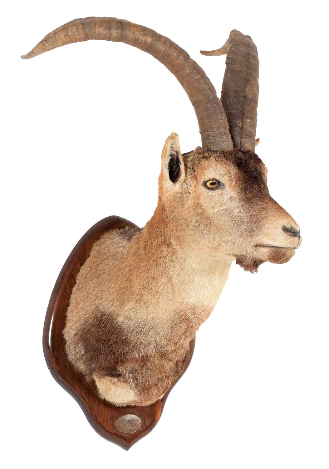 Lot 286 - Taxidermy: Western Spanish Ibex (Capra...