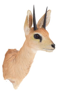 Lot 11 - Taxidermy: South African Steenbok (Raphicerus...