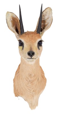 Lot 11 - Taxidermy: South African Steenbok (Raphicerus...