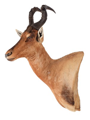 Lot 244 - Taxidermy: Cape Red Hartebeest (Alcelaphus...