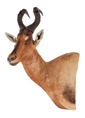 Lot 244 - Taxidermy: Cape Red Hartebeest (Alcelaphus...