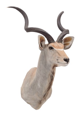 Lot 284 - Taxidermy: Cape Greater Kudu (Strepsiceros...