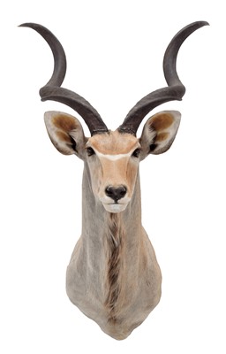 Lot 284 - Taxidermy: Cape Greater Kudu (Strepsiceros...