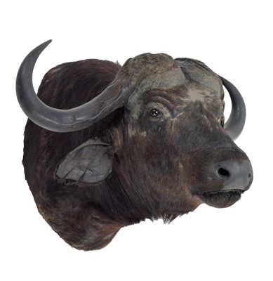 Lot 332 - Taxidermy: Cape Buffalo (Syncerus caffer),...