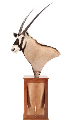 Lot 333 - Taxidermy: Gemsbok Oryx Pedestal Mount...