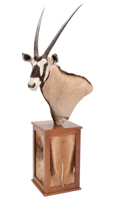 Lot 333 - Taxidermy: Gemsbok Oryx Pedestal Mount...