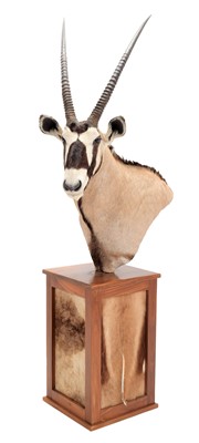 Lot 333 - Taxidermy: Gemsbok Oryx Pedestal Mount...