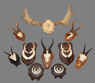 Lot 148 - Antlers/Horns/Tusks: A Group of European &...