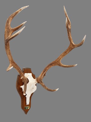 Lot 1 - Antlers/Horns: Scottish Red Deer Antlers...
