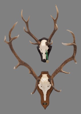 Lot 65 - Antlers/Horns: Scottish Red Deer & Sika Deer...
