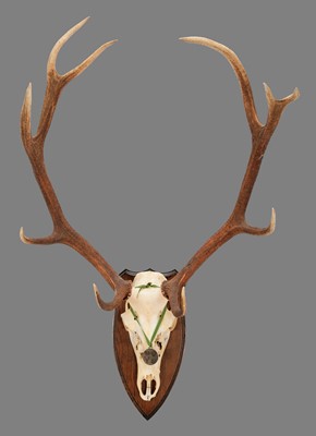 Lot 114 - Antlers/Horns: Scottish Red Deer Antlers...