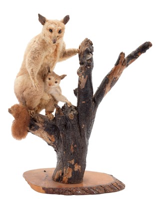 Lot 187 - Taxidermy: A New Zealand Common Brush-Tailed...