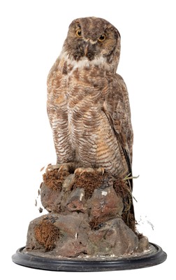 Lot 314 - Taxidermy: A Late Victorian Great Horned Owl...