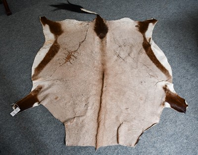 Lot 1265 - Hides/Skins: Gemsbok Oryx Hide (Oryx gazella...