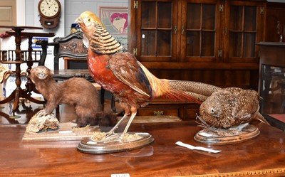 Lot 1127 - Taxidermy: A full mount Golden Pheasant, adult...