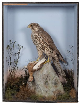 Lot 264 - Taxidermy: An Edwardian Cased Gyrfalcon (Falco...