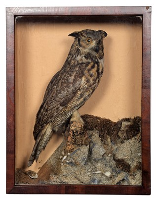 Lot 303 - Taxidermy: A Late Victorian Great Horned Owl...
