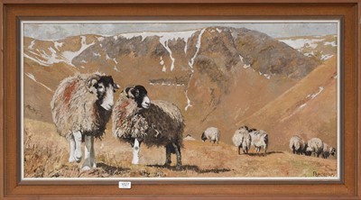 Lot 1027 - Pat Cleary (Contemporary) Swaledale Ewes in a...