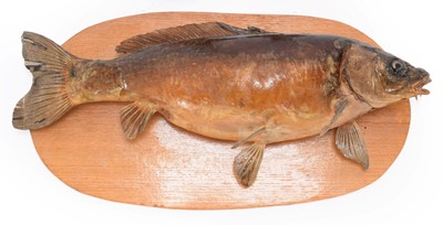 Lot 1228 - Taxidermy: A Large Preserved Common Carp...