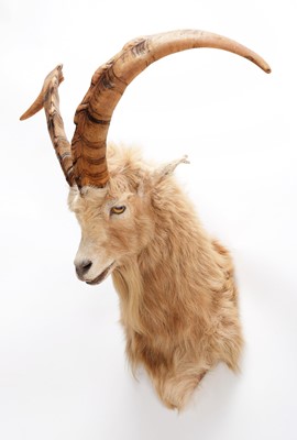 Lot 228 - Taxidermy: Scottish Feral Goat (Capra aegagrus...
