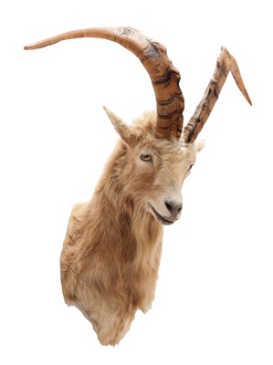 Lot 228 - Taxidermy: Scottish Feral Goat (Capra aegagrus...