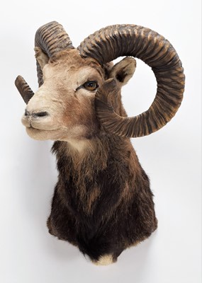 Lot 155 - Taxidermy: European Mouflon (Ovis aries...