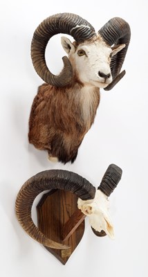 Lot 280 - Taxidermy: European Mouflon (Ovis aries...