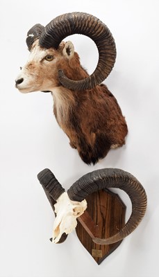 Lot 280 - Taxidermy: European Mouflon (Ovis aries...