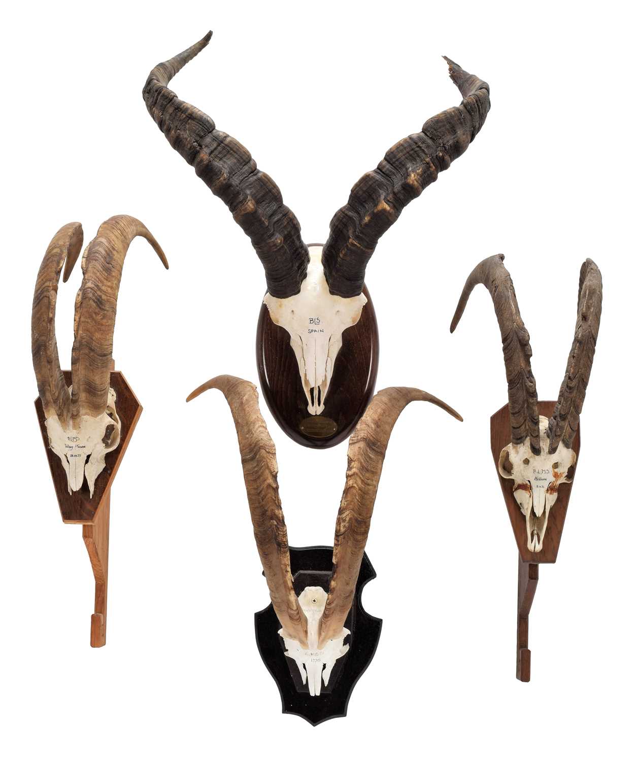 Lot 158 - Antlers/Horns: Western Spanish Ibex & Scottish...