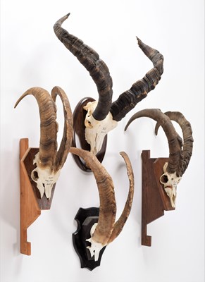 Lot 158 - Antlers/Horns: Western Spanish Ibex & Scottish...