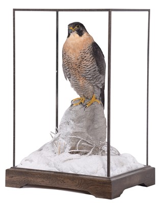 Lot 331 - Taxidermy: A Cased Peregrine Falcon (Falco...