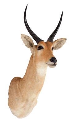 Lot 150 - Taxidermy: Southern Common Reedbuck (Redunca...