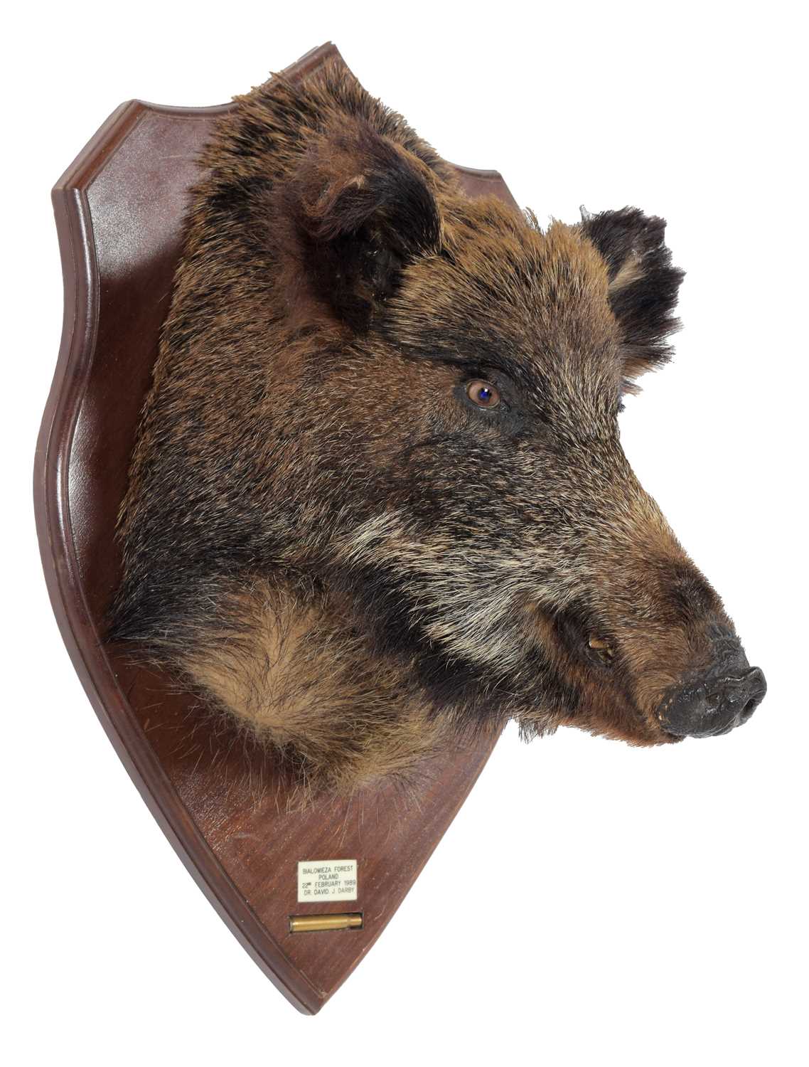 Lot 71 - Taxidermy: European Wild Boar (Sus Scrofa)...