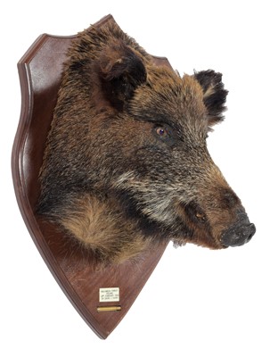 Lot Taxidermy: European Wild Boar (Sus Scrofa)...