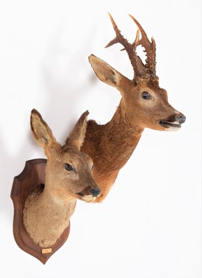 Lot 153 - Taxidermy: European Roe Deer (Capreolus...