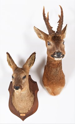 Lot 153 - Taxidermy: European Roe Deer (Capreolus...