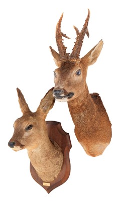 Lot 153 - Taxidermy: European Roe Deer (Capreolus...