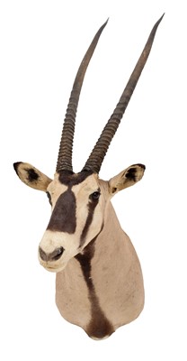 Lot 265 - Taxidermy: Beisa Oryx (Gazella beisa), circa...