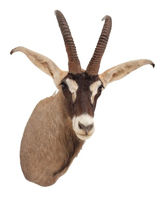 Lot 238 - Taxidermy: Southern Roan Antelope (Hippotragus...