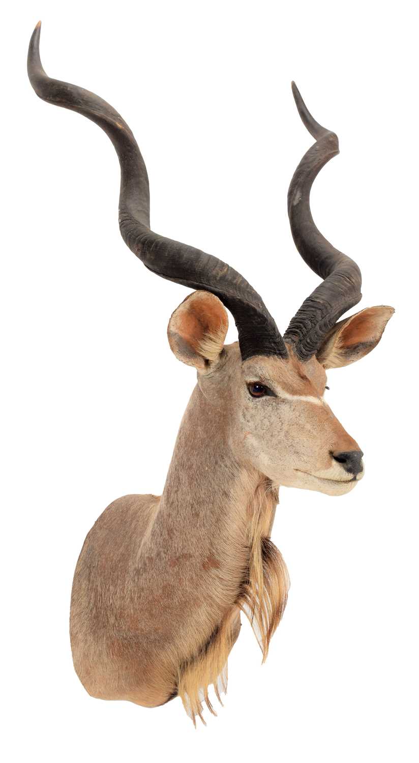 Lot 282 - Taxidermy: Cape Greater Kudu (Strepsiceros...